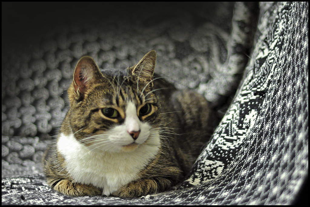 "Cat on the sofa" by sushiraider is licensed under CC BY-NC-SA 2.0.