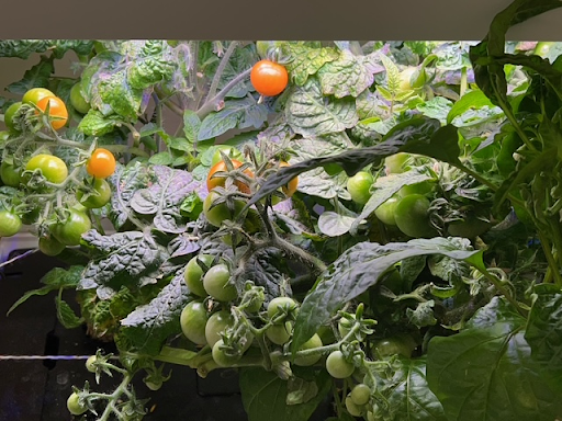 Hydroponic Tomatos, Photo by Melanie Tan (2026)