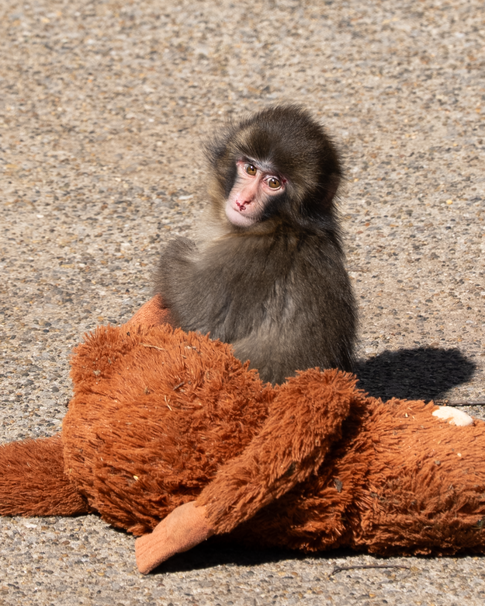 "Punch the Monkey Ichikawa City Zoo 2026 2" by Daiei Onoguchi is licensed under CC BY-SA 4.0.